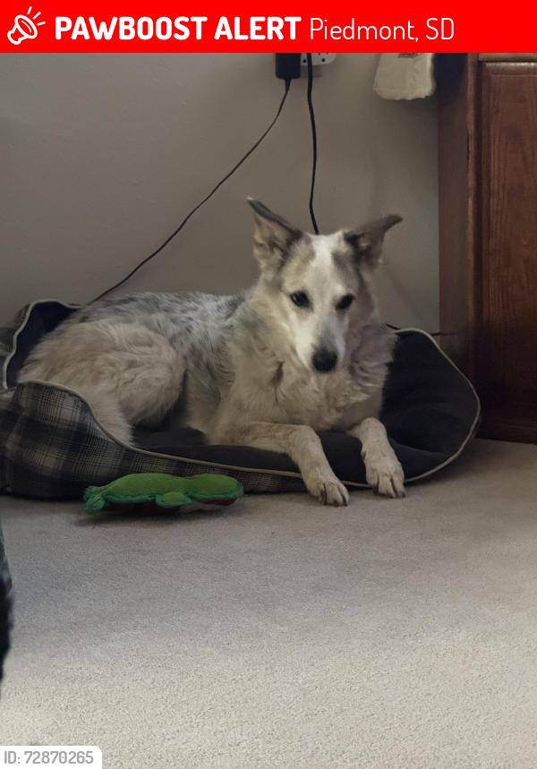 Lost Female Dog last seen Elk Creek road , Piedmont, SD 57769