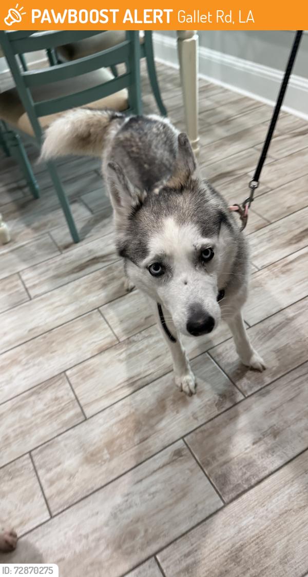 Found/Stray Female Dog last seen Savoy Rd & Gallet Rd , Gallet Rd, LA 70592
