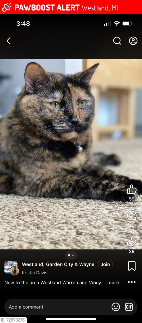 Lost Female Cat last seen Warren rd, Westland, MI 48185