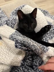 Lost Female Cat last seen Crimson ct and Senegal , El Dorado Hills, CA 95762