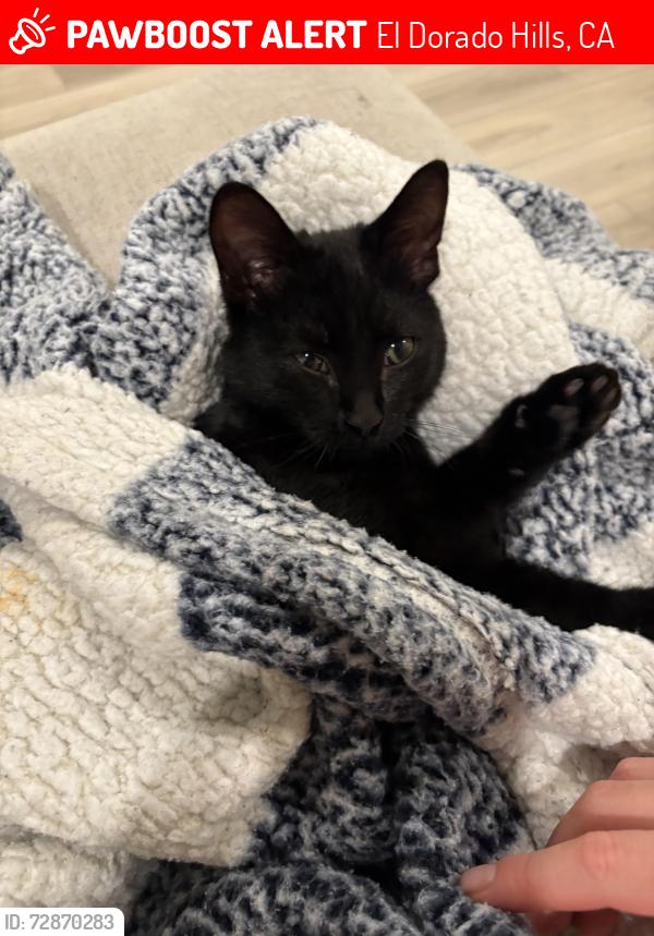 Lost Female Cat last seen Crimson ct and Senegal , El Dorado Hills, CA 95762