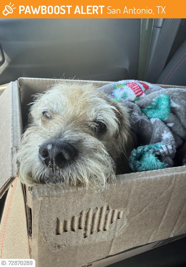 Found/Stray Male Dog last seen Near highway , San Antonio, TX 78244
