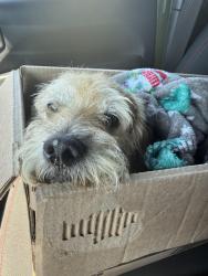 Found/Stray Male Dog last seen Near highway , San Antonio, TX 78244
