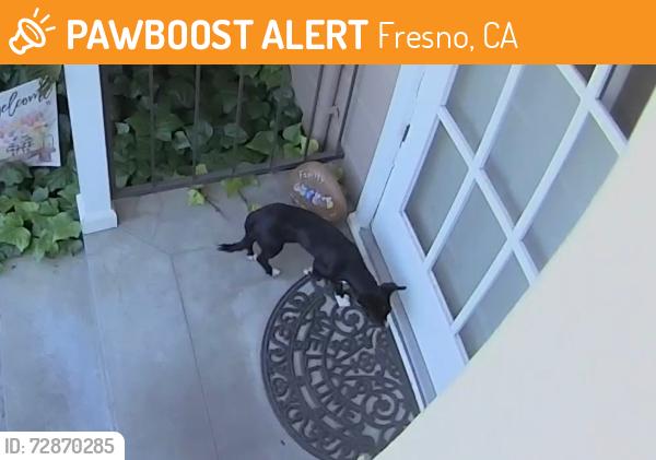 Found/Stray Unknown Dog last seen wilson, Fresno, CA 93704