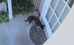 Found/Stray Unknown Dog last seen wilson, Fresno, CA 93704