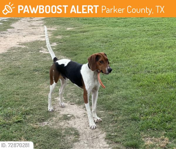 Surrendered Male Dog last seen Near and windmill ct, Parker County, TX 76035
