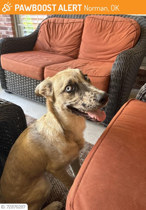 Found/Stray Male Dog last seen Across from Norman police department , Norman, OK 73069