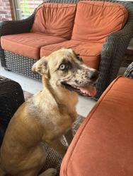 Found/Stray Male Dog last seen Across from Norman police department , Norman, OK 73069