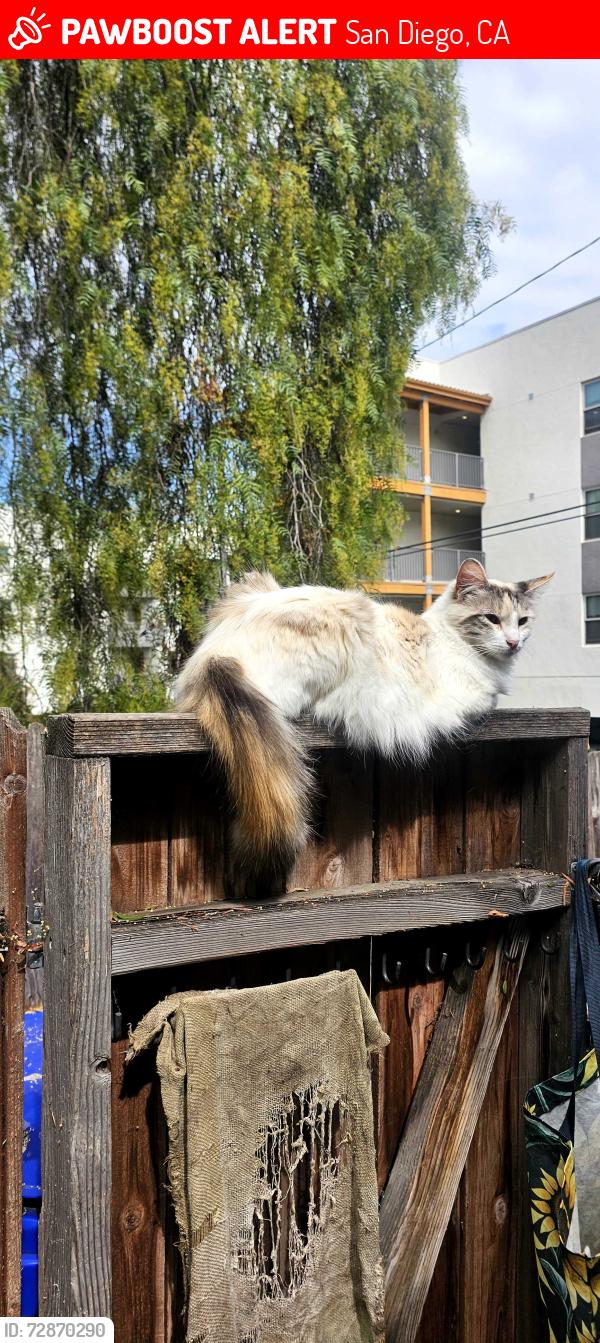 Lost Female Cat last seen Madrone & 65th street / imperial Ave , San Diego, CA 92114