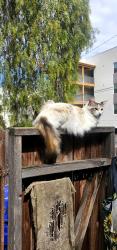 Lost Female Cat last seen Madrone & 65th street / imperial Ave , San Diego, CA 92114
