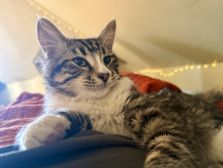 Found/Stray Male Cat last seen 27th & Pillsbury, Minneapolis, MN 55408