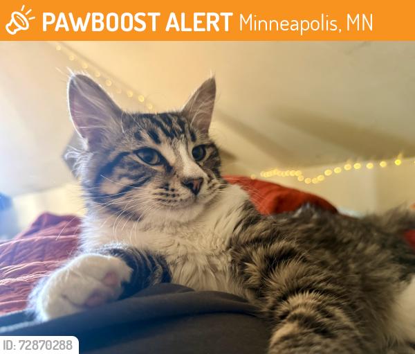 Found/Stray Male Cat last seen 27th & Pillsbury, Minneapolis, MN 55408