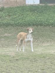 Found/Stray Female Dog last seen Sea world , San Antonio, TX 78251
