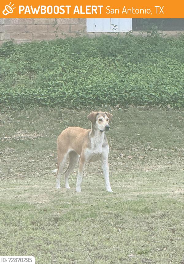 Found/Stray Female Dog last seen Sea world , San Antonio, TX 78251