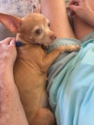 Found/Stray Female Dog last seen Near East 5900 South 84107, Murray, UT 84107