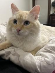 Lost Male Cat last seen 32nd and Lincoln , Milwaukee, WI 53215