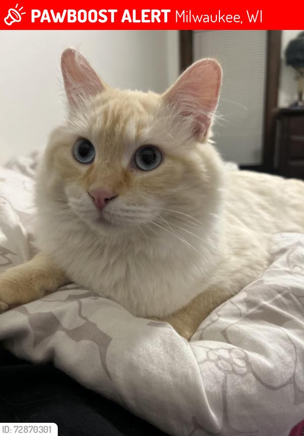 Lost Male Cat last seen 32nd and Lincoln , Milwaukee, WI 53215