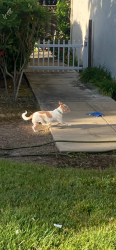 Found/Stray Unknown Dog last seen Evelyn way, Livermore, CA 94551