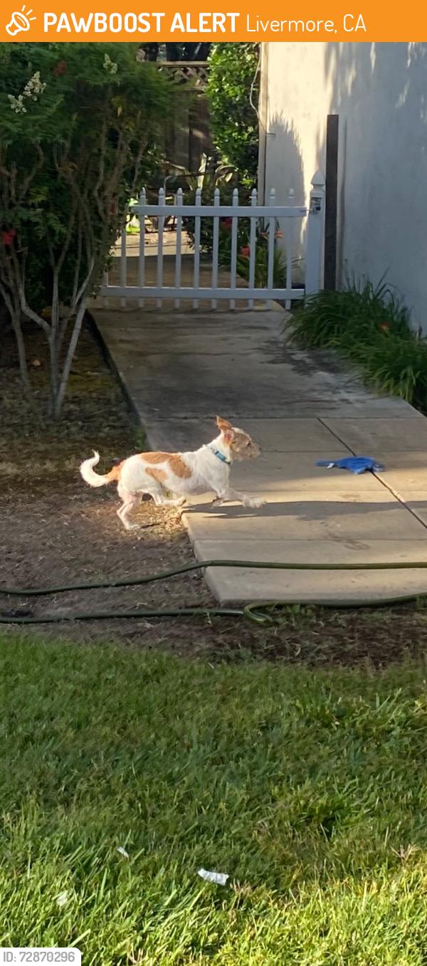 Found/Stray Unknown Dog last seen Evelyn way, Livermore, CA 94551