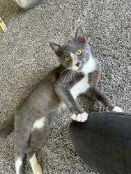 Found/Stray Male Cat last seen Forest ave middletown, Middletown, OH 45044