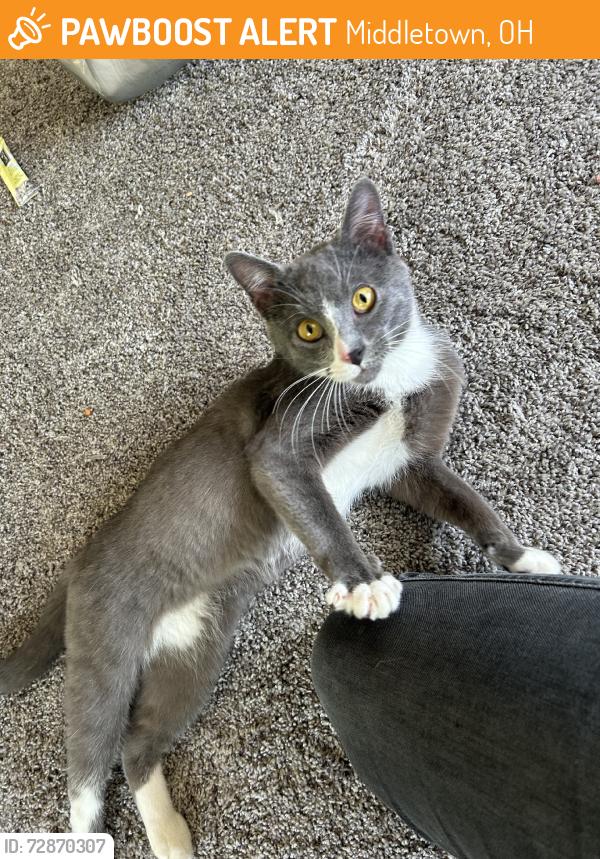 Found/Stray Male Cat last seen Forest ave middletown, Middletown, OH 45044