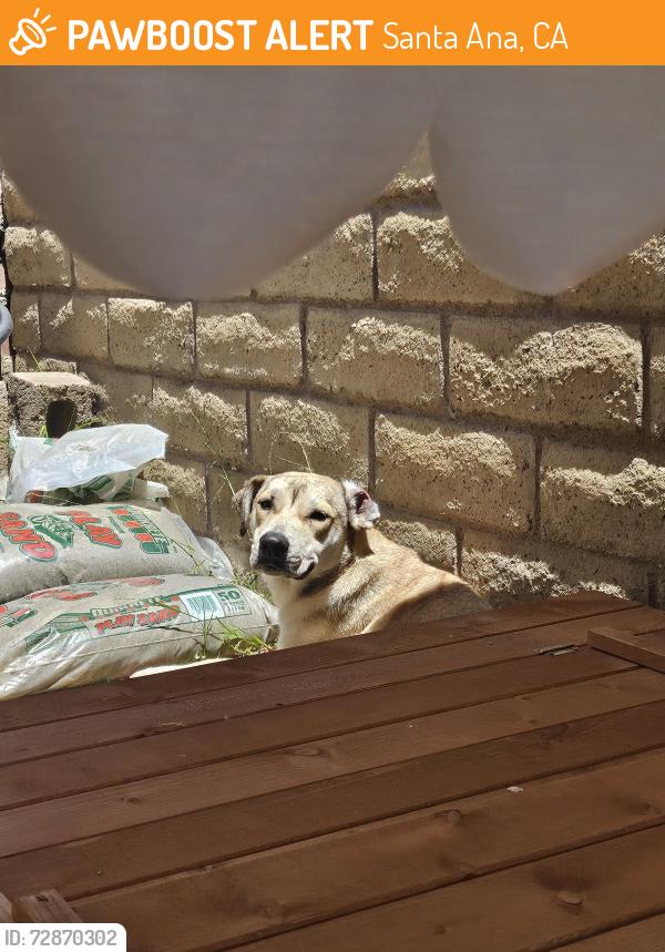 Found/Stray Unknown Dog last seen Willits and Raitt, Santa Ana, CA 92703
