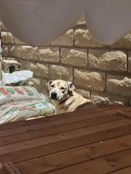 Found/Stray Unknown Dog last seen Willits and Raitt, Santa Ana, CA 92703