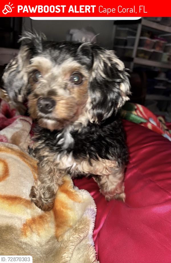 Lost Male Dog last seen Near Nicholas pkwy. W  Cape Coral 33991, Cape Coral, FL 33991