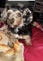 Lost Male Dog last seen Near Nicholas pkwy. W  Cape Coral 33991, Cape Coral, FL 33991