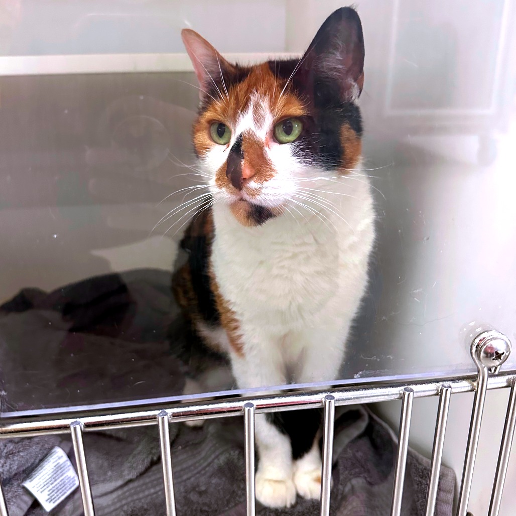 Shelter Stray Female Cat last seen , Philadelphia, PA 19140