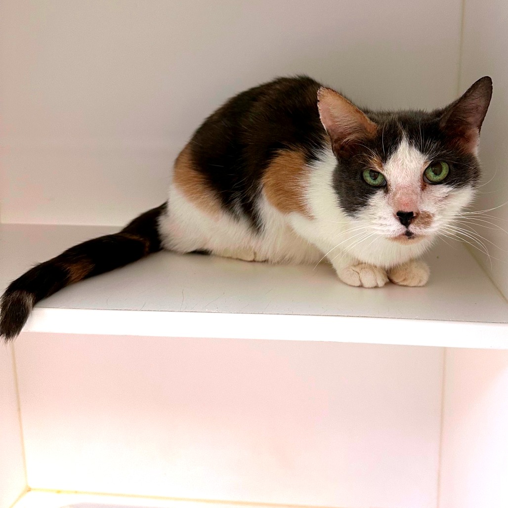 Shelter Stray Female Cat last seen , Philadelphia, PA 19140