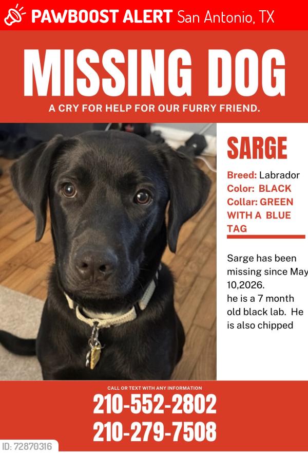 Lost Male Dog last seen San Pedro and basse , San Antonio, TX 78212