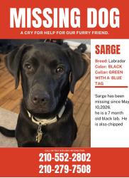 Lost Male Dog last seen San Pedro and basse , San Antonio, TX 78212