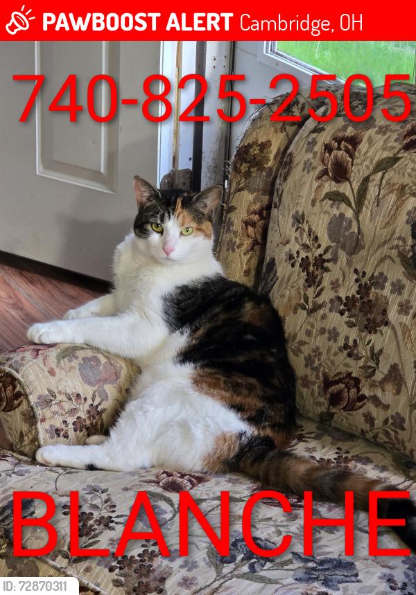 Lost Female Cat last seen South 7th and Jefferson , Cambridge, OH 43725