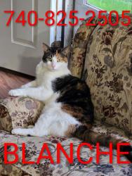 Lost Female Cat last seen South 7th and Jefferson , Cambridge, OH 43725
