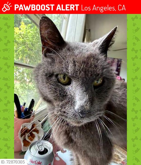 Lost Male Cat last seen DeSoto and Hart, by Park, Los Angeles, CA 91306