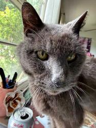 Lost Male Cat last seen DeSoto and Hart, by Park, Los Angeles, CA 91306