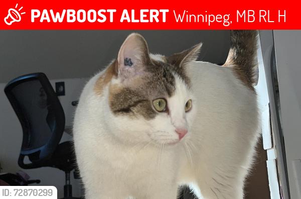 Lost Female Cat last seen McCalman parkette East, Winnipeg, MB R2L 1H4