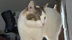 Lost Female Cat last seen McCalman parkette East, Winnipeg, MB R2L 1H4