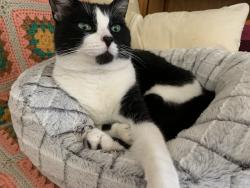 Lost Male Cat last seen Near Mendocino Dr, Chula Vista, CA 91911