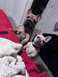 Lost Male Dog last seen Warman Ave and West Washington Street , Indianapolis, IN 46224