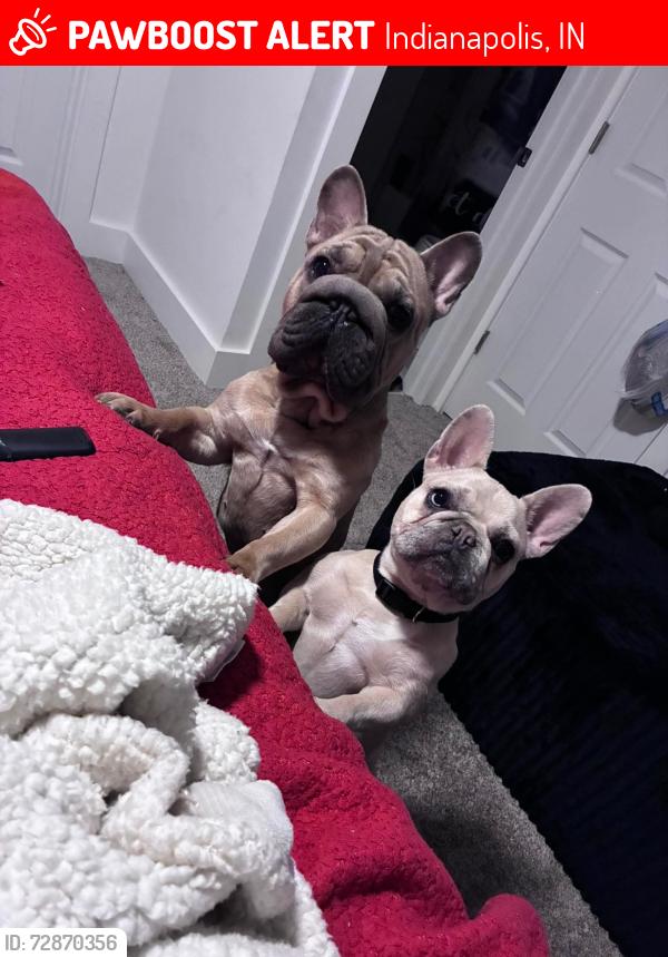 Lost Male Dog last seen Warman Ave and West Washington Street , Indianapolis, IN 46224