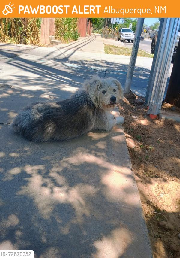 Found/Stray Unknown Dog last seen Princeton and Lead, Albuquerque, NM 87106