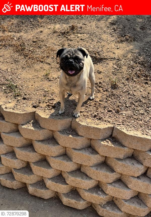 Lost Male Dog last seen Encino dr , Menifee, CA 92586