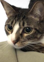 Lost Male Cat last seen Torrance - I live next to the apmts on 182 and prairie ., Torrance, CA 90504