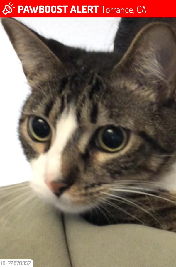 Lost Male Cat last seen Torrance - I live next to the apmts on 182 and prairie ., Torrance, CA 90504