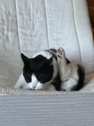 Lost Female Cat last seen Lakeshore Drive, Jackson County, IA 52032