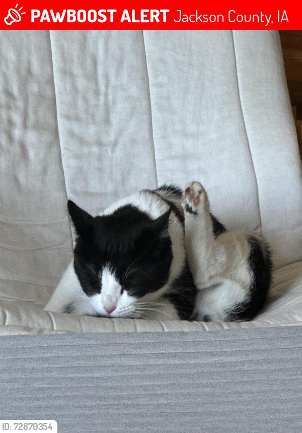 Lost Female Cat last seen Lakeshore Drive, Jackson County, IA 52032