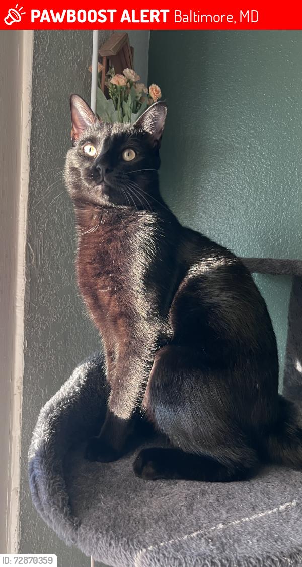 Lost Male Cat last seen 7028bank st, Baltimore, MD 21224
