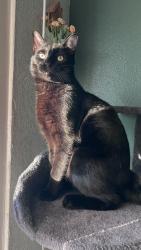 Lost Male Cat last seen 7028bank st, Baltimore, MD 21224